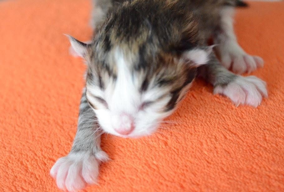 Chaton Sibérien Golden Sunshine à la naissance montrant une robe encore très foncée