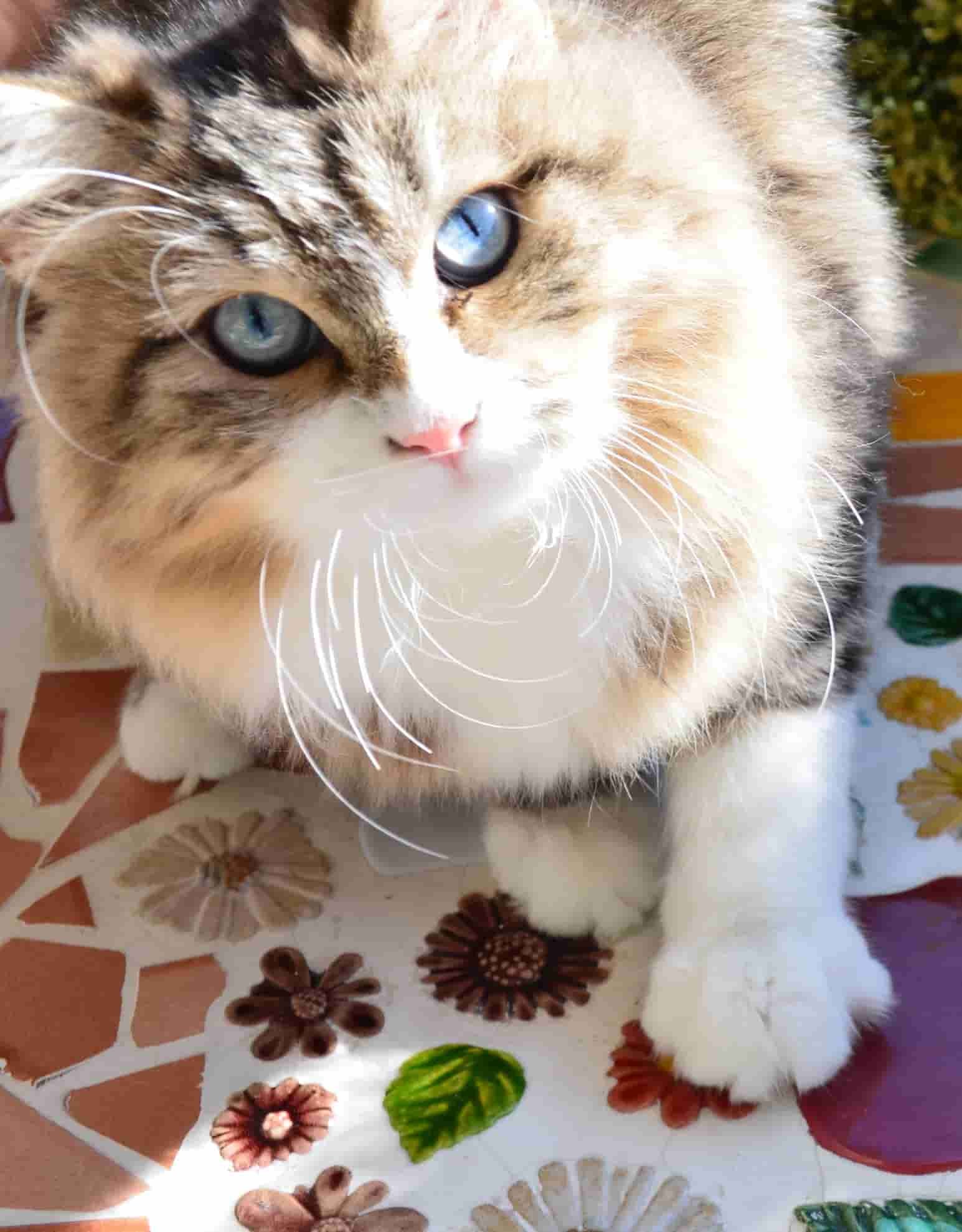 Chat Sibérien de la Chatterie de Nice en France