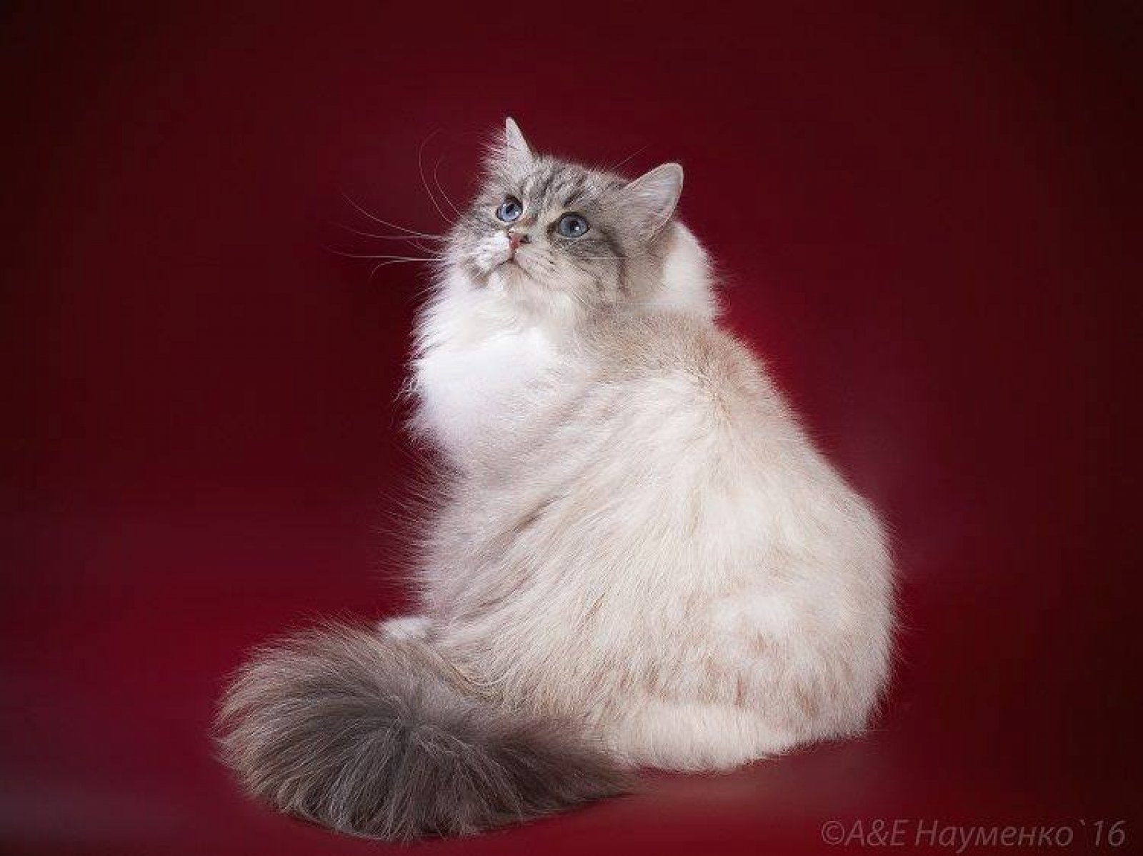 Chat Sibérien issu des lignées de la Chatterie de Nice