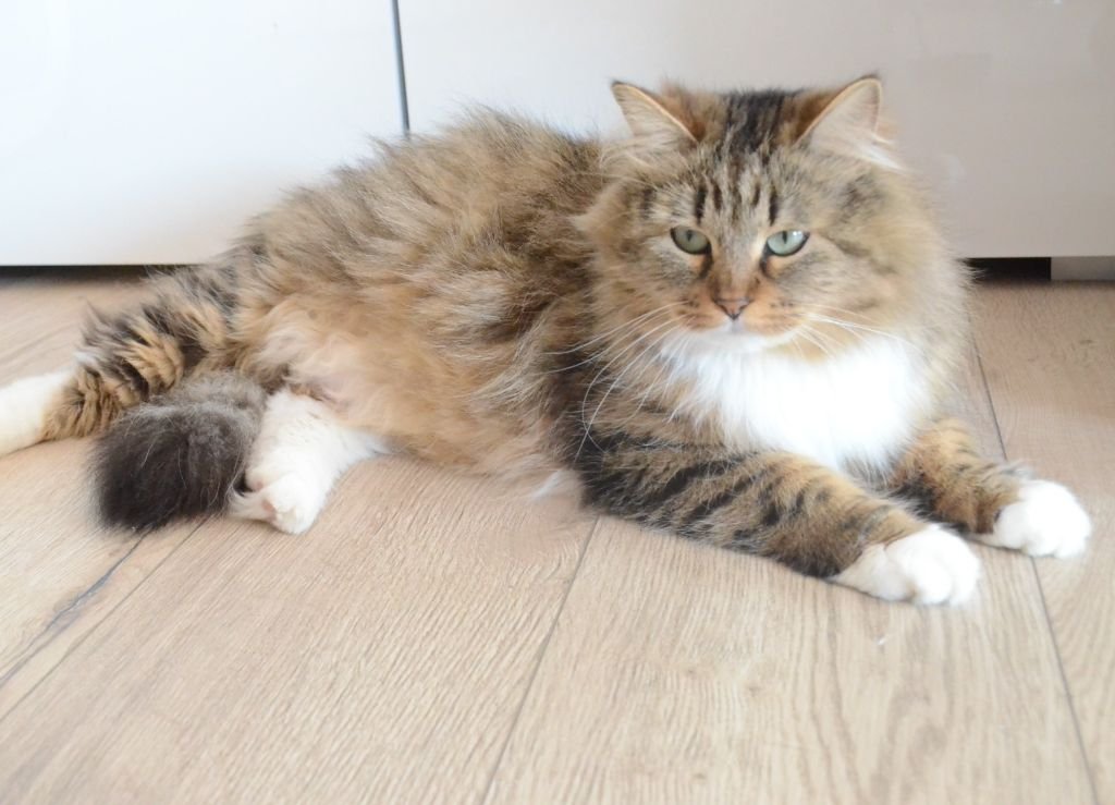 Chat Sibérien de la Chatterie de Nice