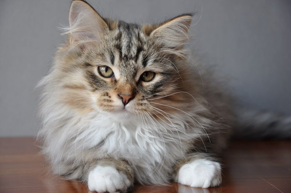 Chat Sibérien de la Chatterie de Nice – héritage des lignées fondatrices