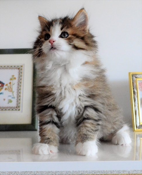 Chat Sibérien de race élevé en France à la Chatterie de Nice
