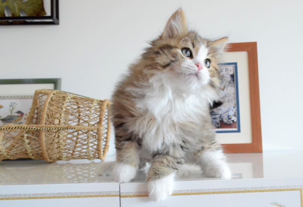 Orpheus, Chat Sibérien de la Chatterie de Nice