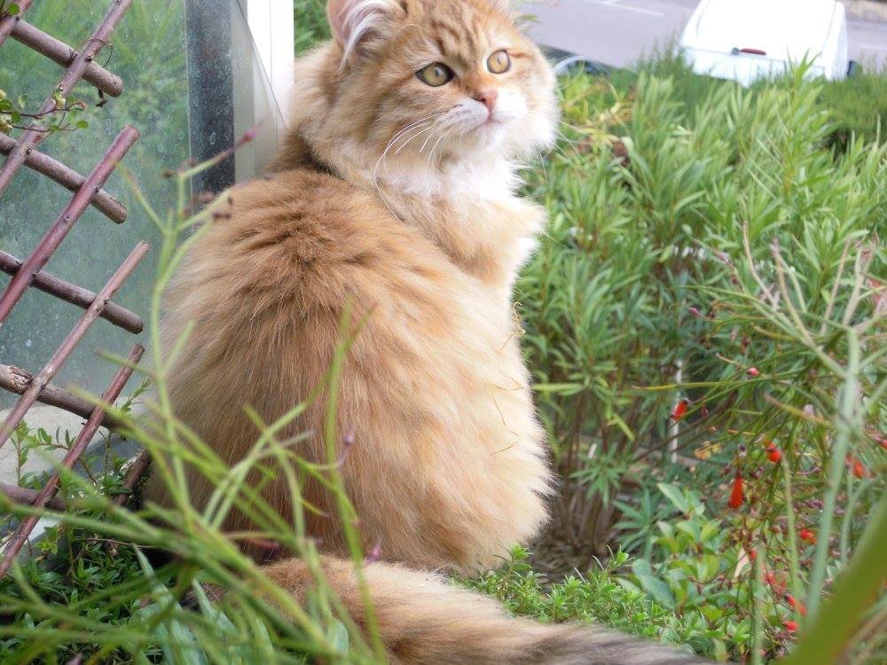 Chat Sibérien – lignée traditionnelle de la Chatterie de Nice
