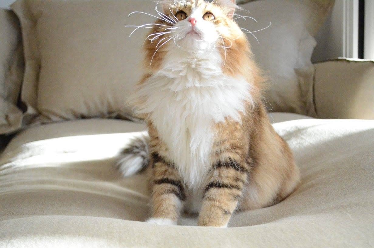 Chat Sibérien issu des lignées de la Chatterie de Nice