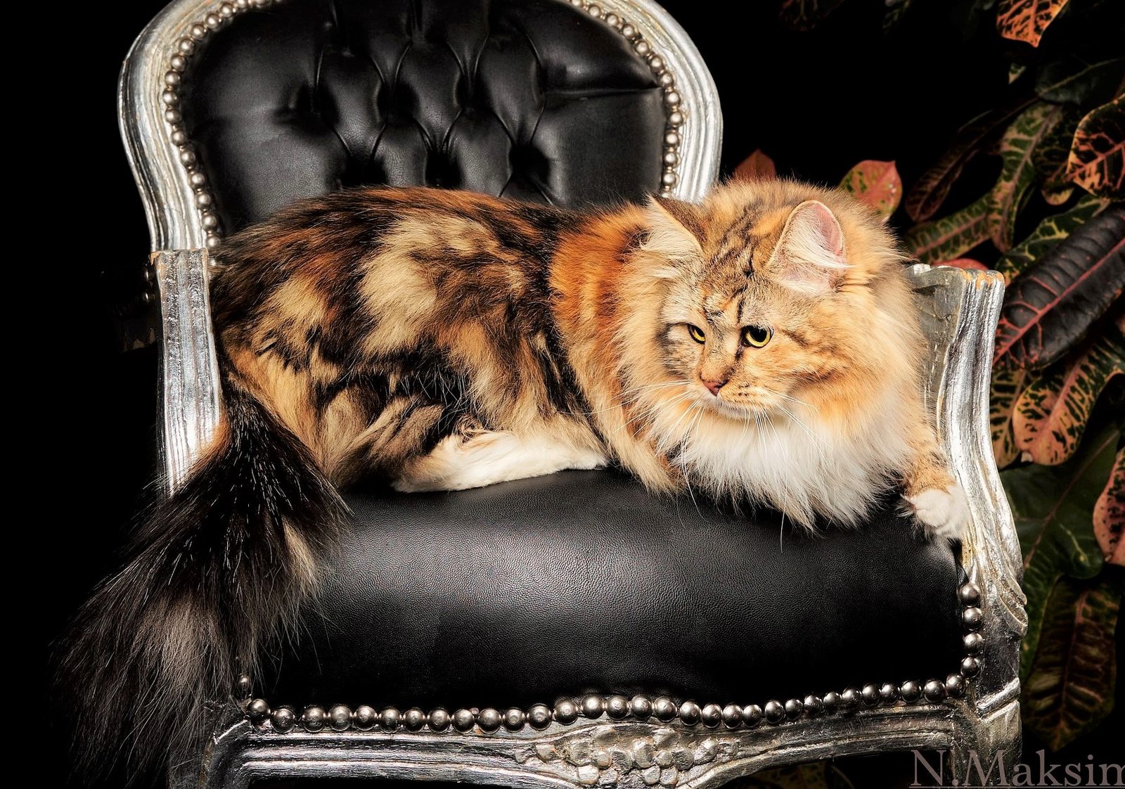 Iskra de la Chatterie de Nice, Chat Sibérien écaille de tortue tortie et tricolore aux couleurs vives