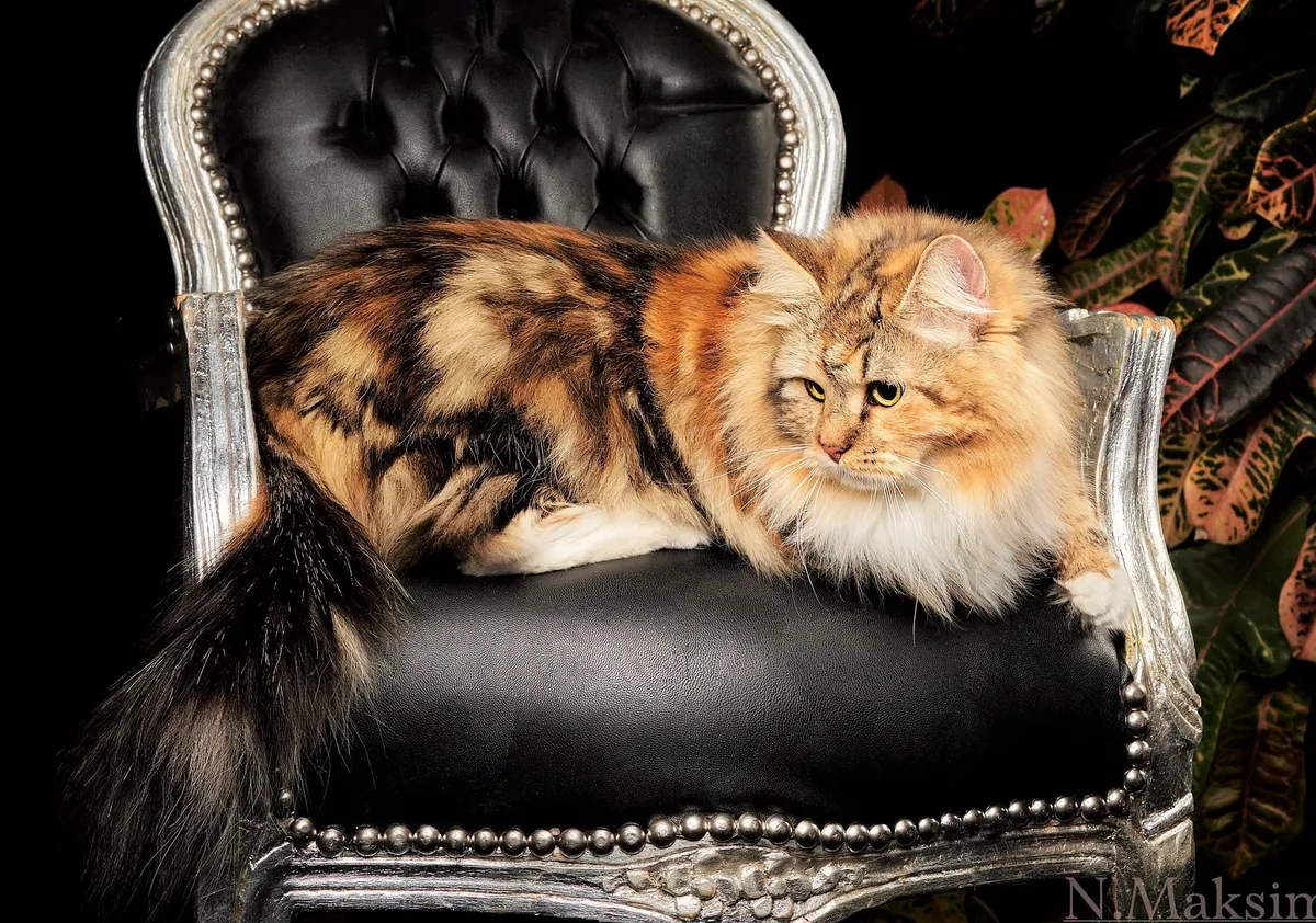 chat sibérien écaille de tortue tricolore : Iskra de la Chatterie de Nice