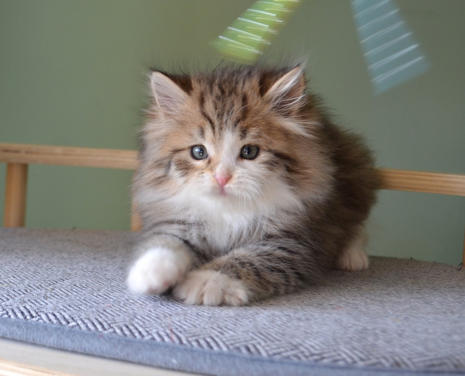 Adorables chatons Sibériens de la Chatterie de Nice