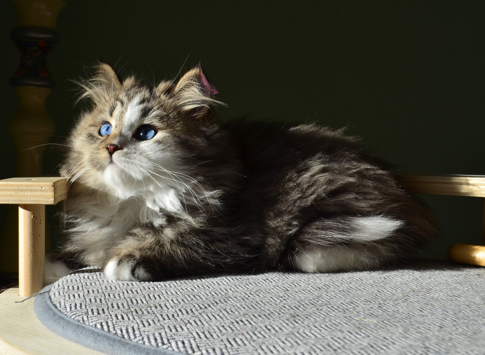 ATHENA CHATTERIE DE NICE, femelle Chat Sibérien brown blotched tabby avec locket aux yeux bleus naturels