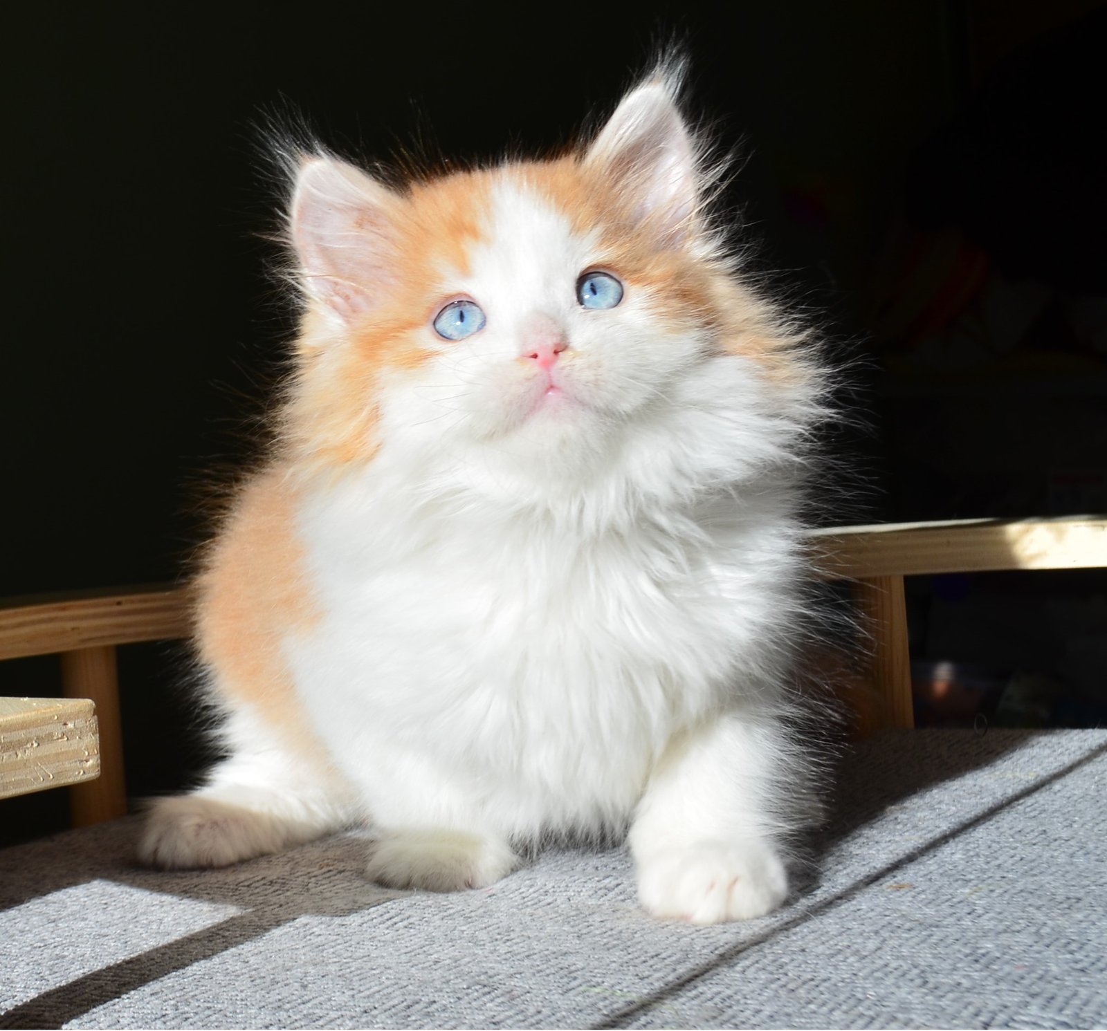 Jeune Chat Sibérien roux et blanc aux yeux bleu ciel – Chatterie de Nice