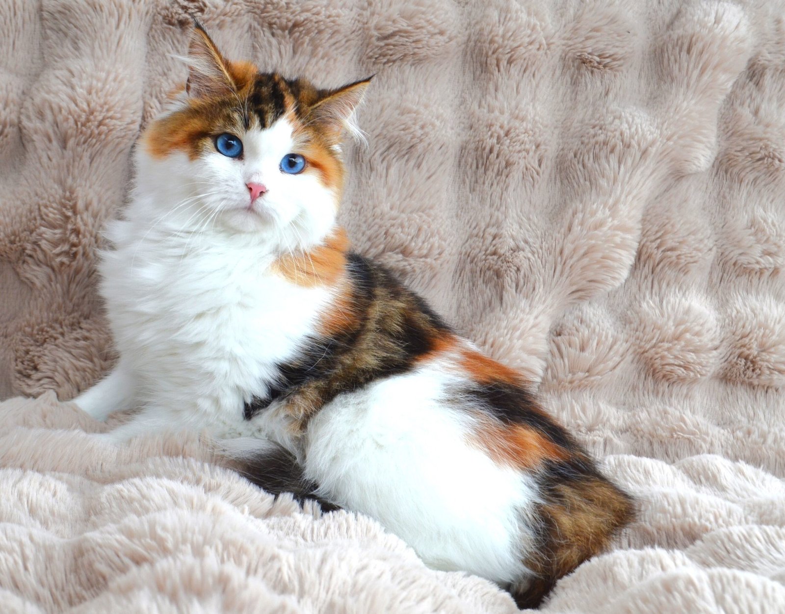 AFINA, femelle Chat Sibérien brown tortie et blanc à la couleur vive et intense, aux yeux bleu ciel