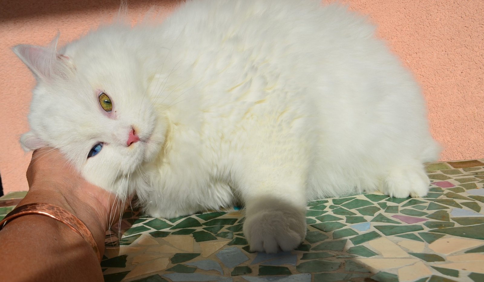 AL CAPONE CHATTERIE DE NICE, Chat Sibérien blanc hyper affectueux et câlin, proche de l’humain