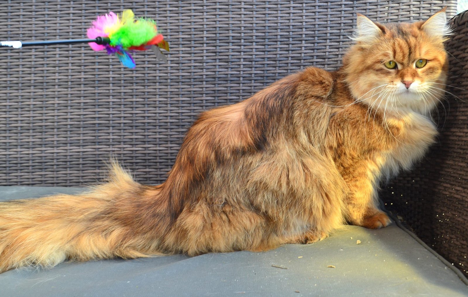 ATER de la Chatterie de Nice, Chat Sibérien golden brown mackerel tabby à la fourrure fluide et structurée