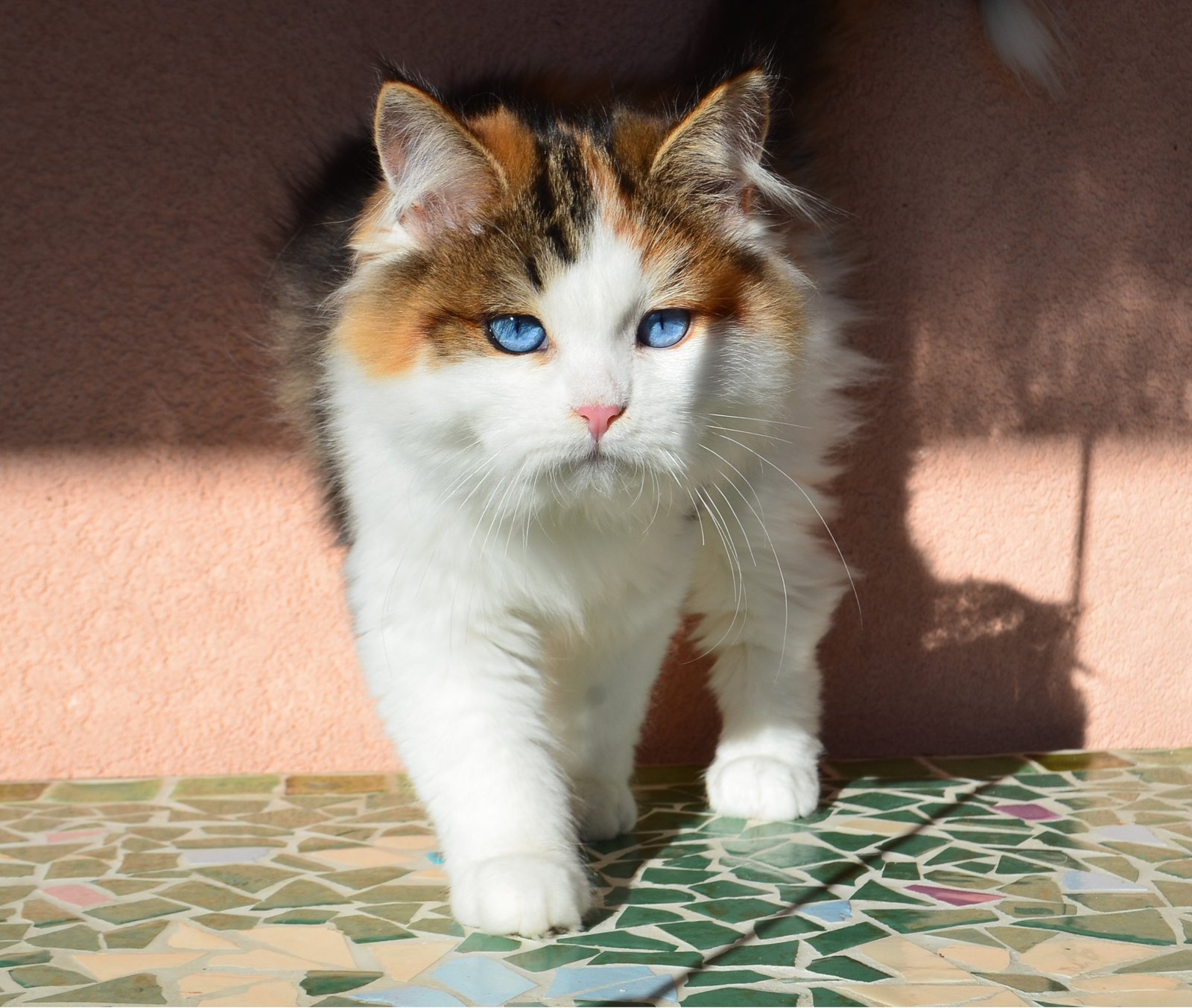 AFINA – Chatte Sibérienne Brown Tortie et Blanc aux yeux bleus, femelle reproductrice avec pedigree LOOF