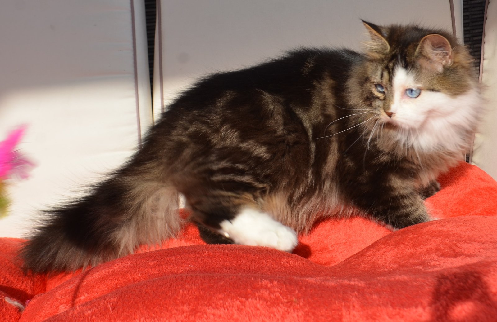 Fourrure Brown Tabby et blanc d’Amethyst, Chat Sibérien traditionnel de la Chatterie de Nice