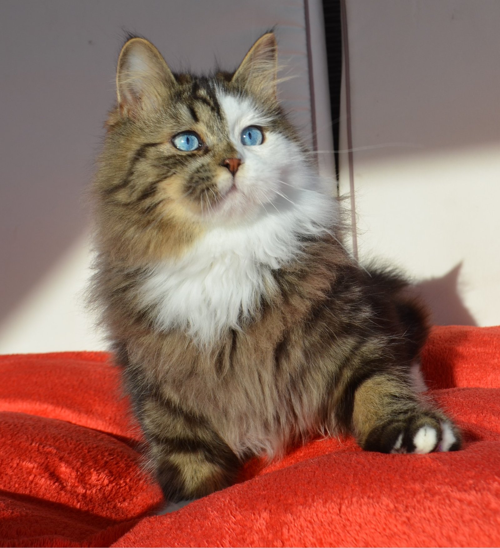 Regard bleu naturel d’Amethyst, mâle reproducteur Chat Sibérien LOOF