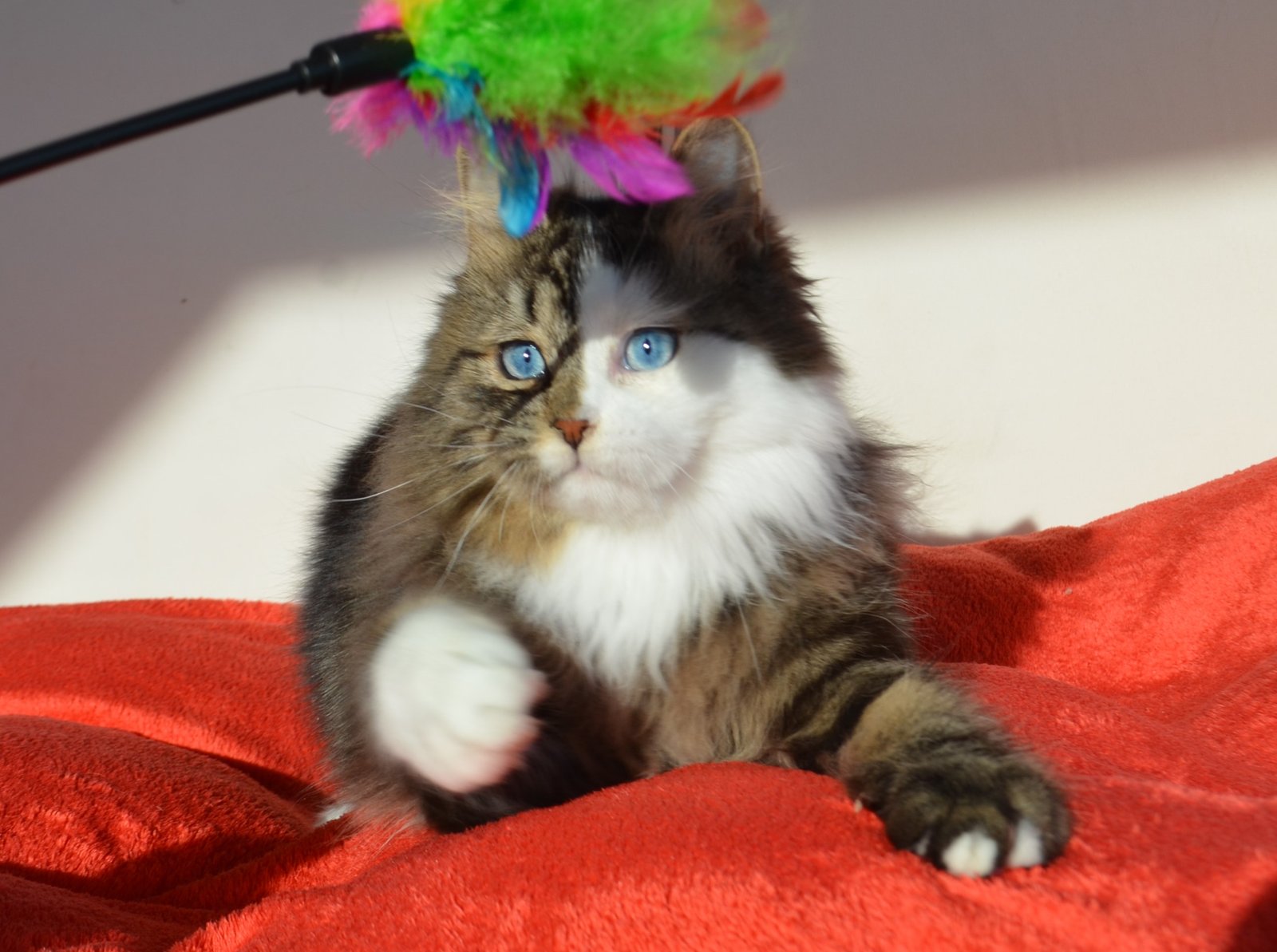 AMETHYST – Chat Sibérien traditionnel aux yeux bleus, mâle reproducteur avec pedigree LOOF en France