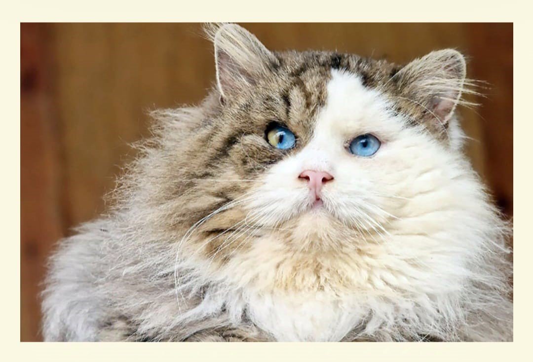 Anciennes lignées de Chats Sibériens aux yeux bleus – Russie Sibérie