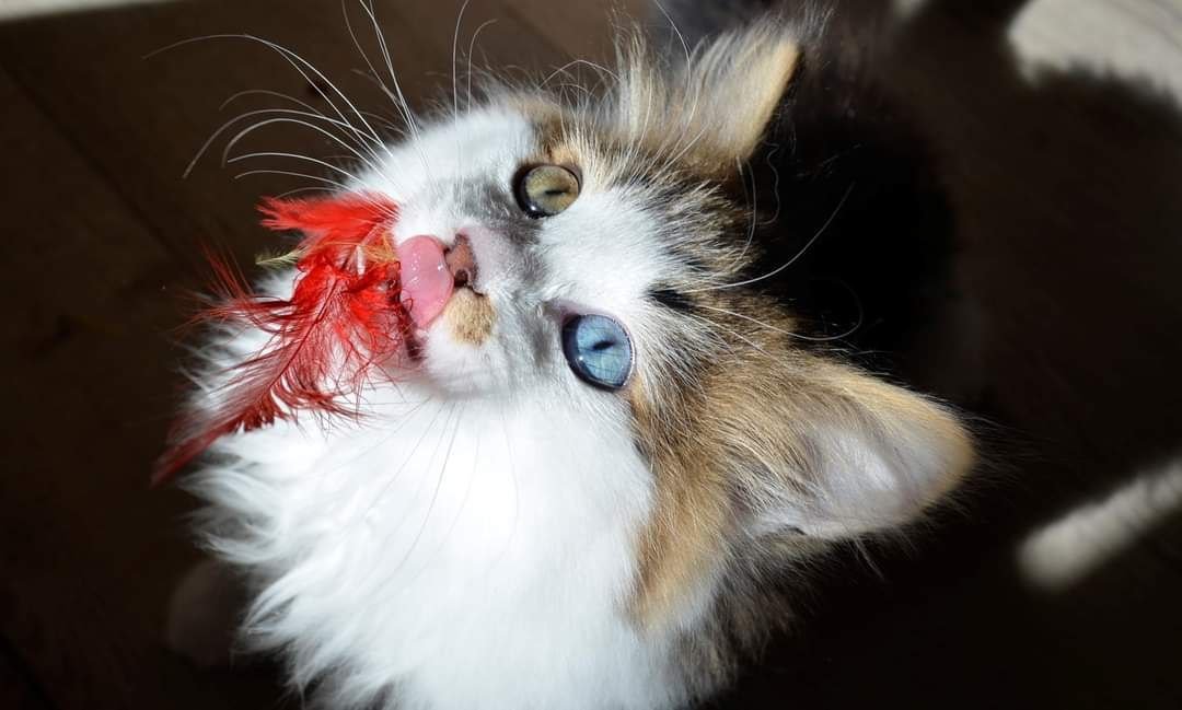 Chat Sibérien aux yeux vairons, particularité rare et naturelle de la Chatterie de Nice