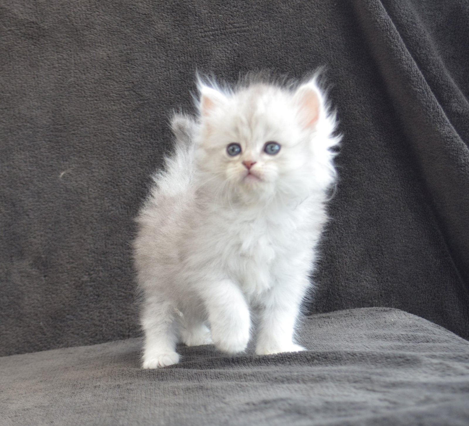 Bobby de la Chatterie de Nice, chaton Sibérien Silver Shaded à la robe argentée