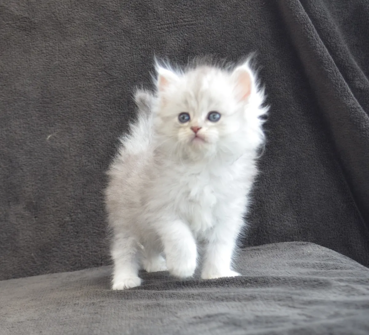couleur chat sibérien silver shaded : Bobby de la Chatterie de Nice