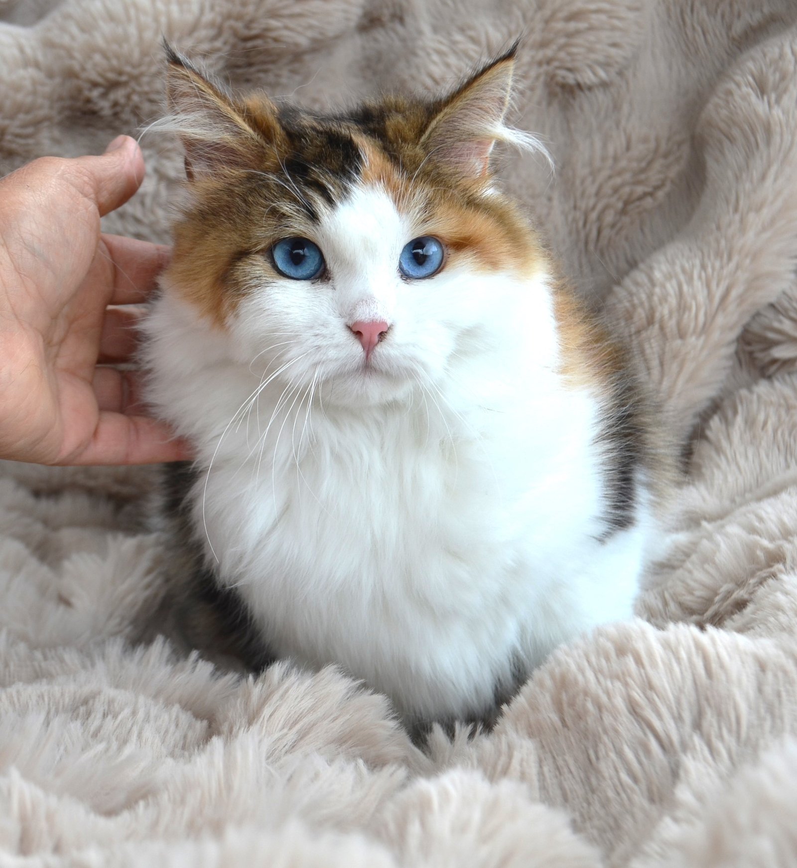 Regard bleu ciel d’Afina, femelle Chat Sibérien aux yeux bleus naturels, Chatterie de Nice France