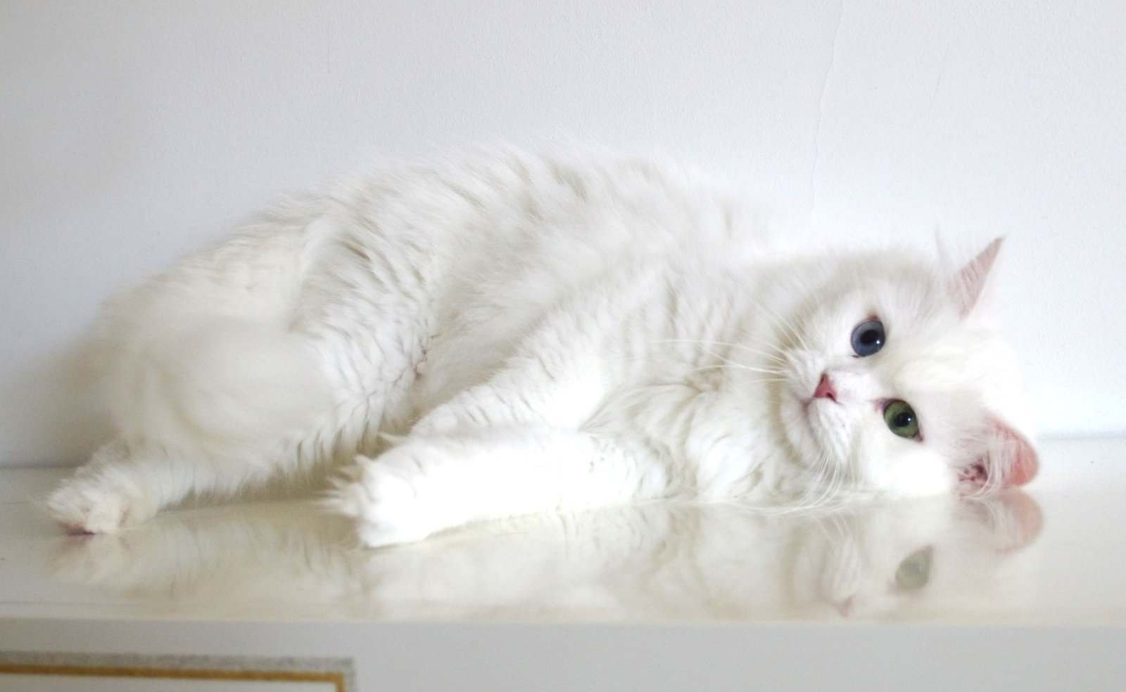Grace, femelle Sibérienne blanche aux yeux vairons de la Chatterie de Nice