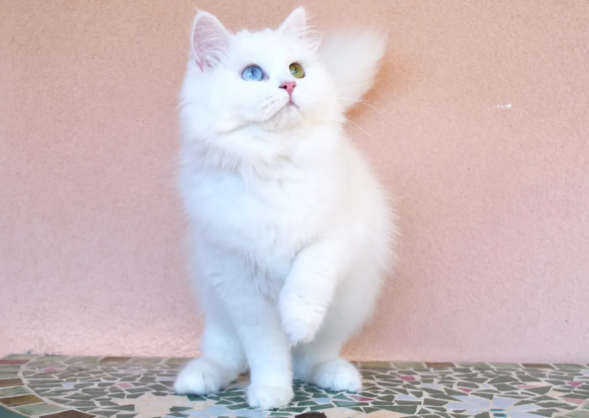 Grace, Chatte Sibérienne blanche aux yeux vairons, adulte à adopter