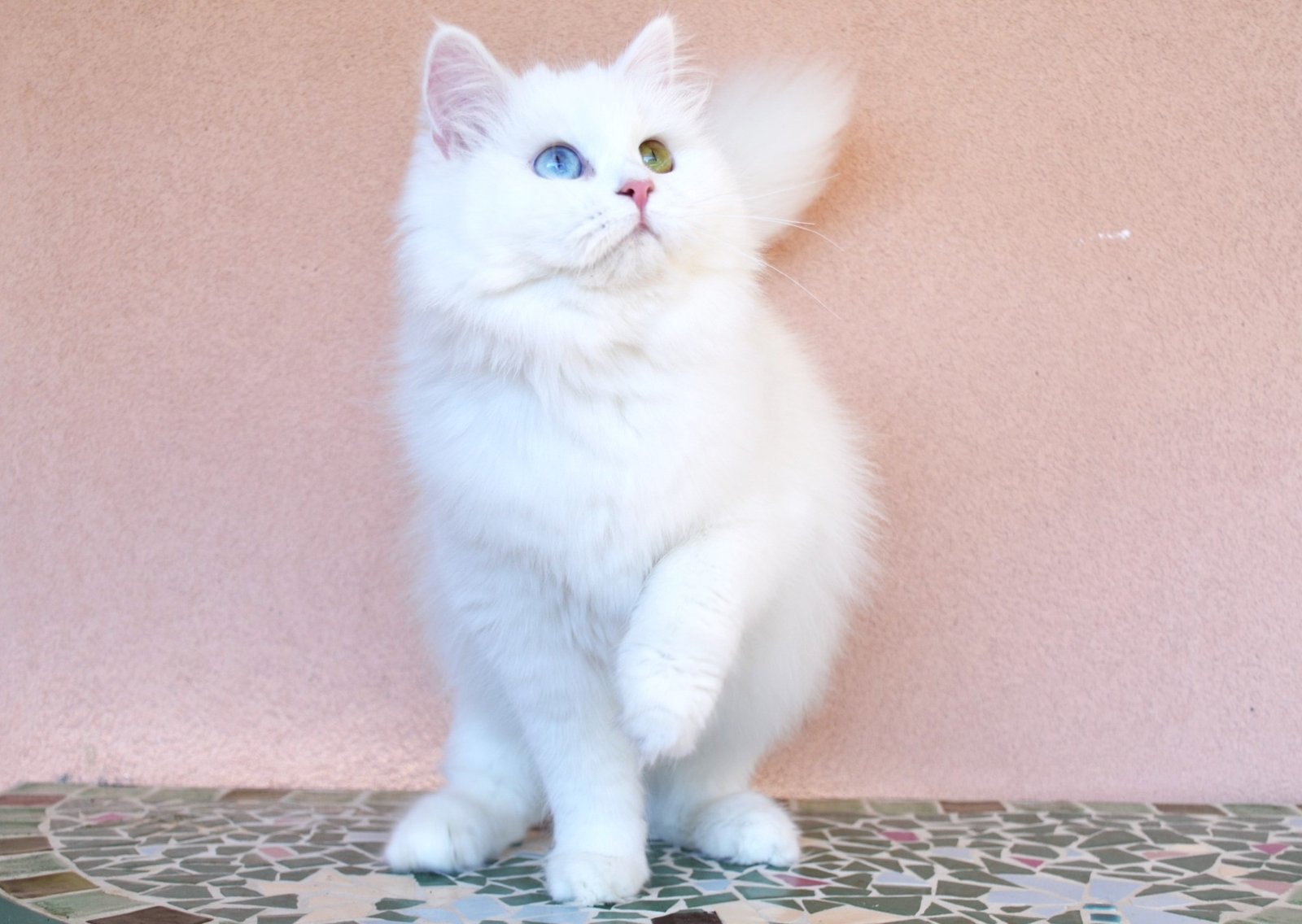 GRACE – Chatte Sibérienne blanche aux yeux vairons, femelle reproductrice avec pedigree LOOF