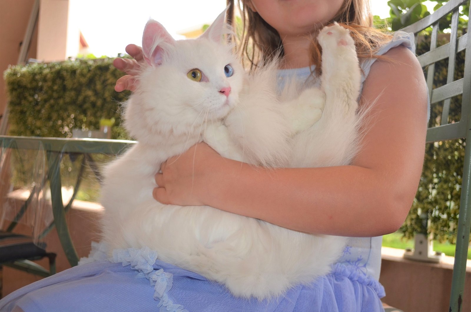 Chat Sibérien blanc aux yeux vairons de la Chatterie de Nice