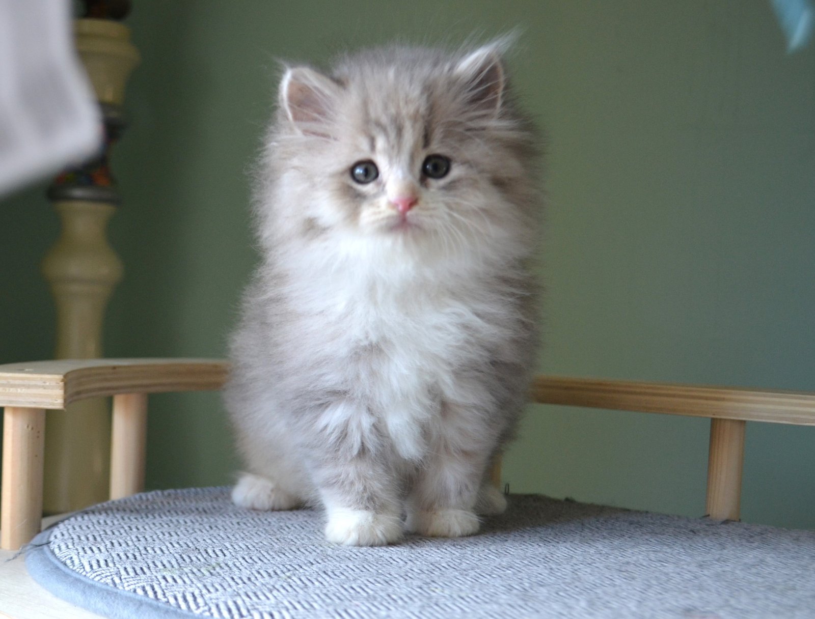 Chaton Sibérien Blue Tabby et blanc en croissance, évolution naturelle de la robe bleu-gris