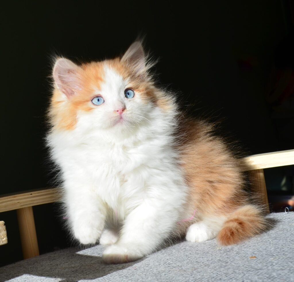 Chaton Sibérien roux et blanc aux yeux bleus