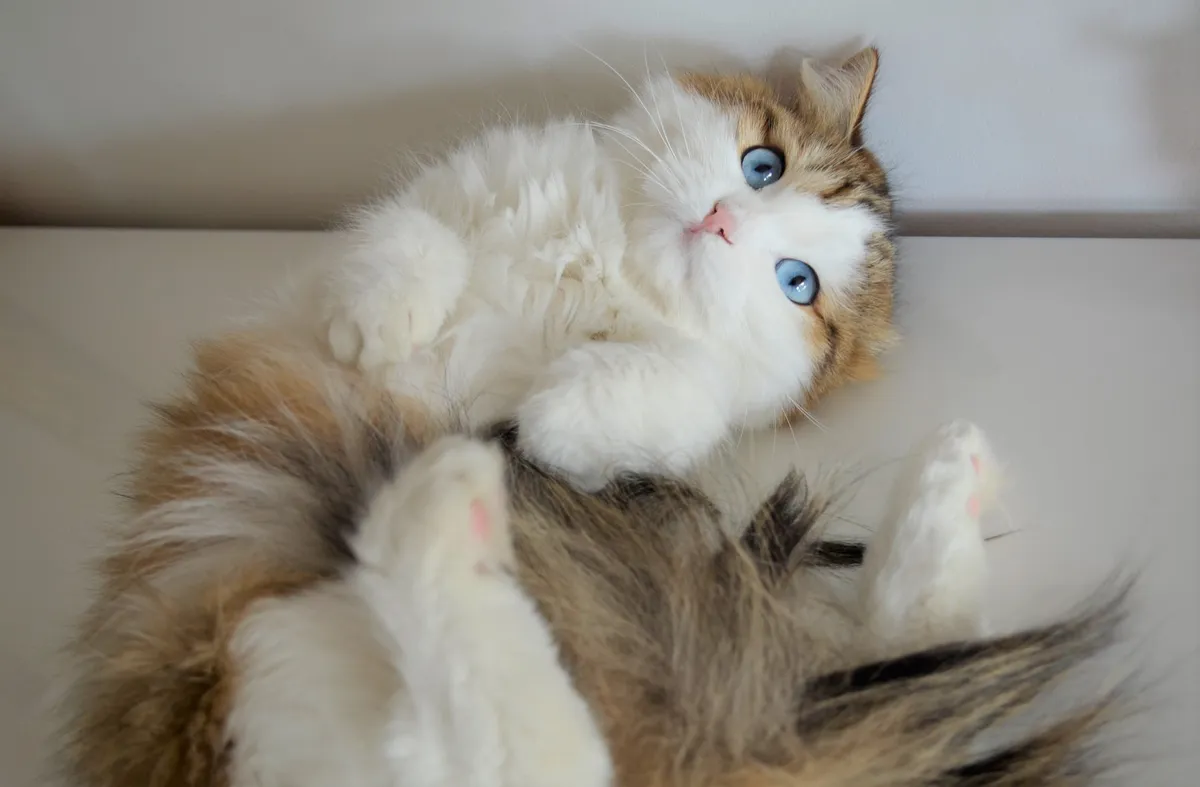 Chat Sibérien aux yeux bleus expressifs de la Chatterie de Nice