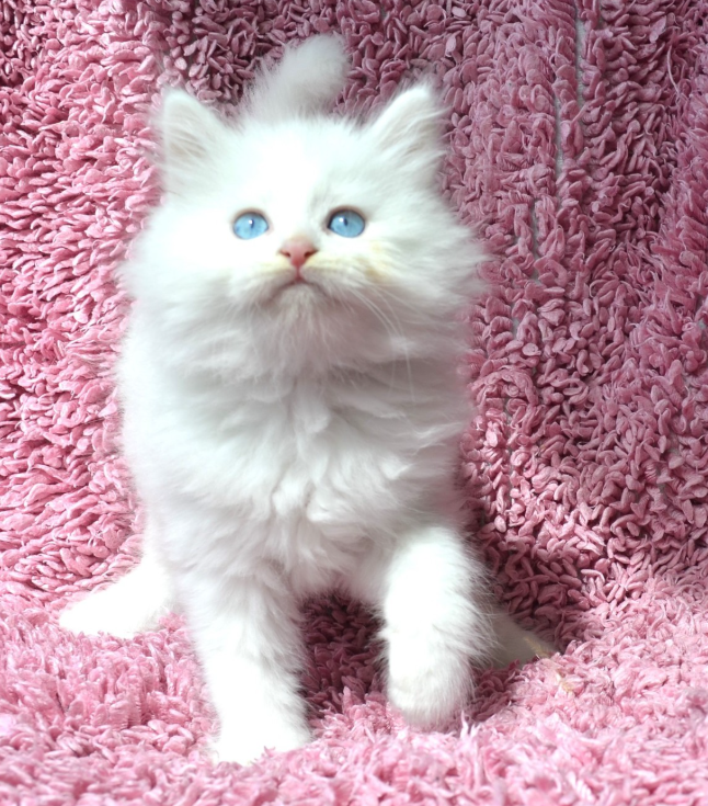 Chat Sibérien blanc aux yeux bleus intenses de la Chatterie de Nice
