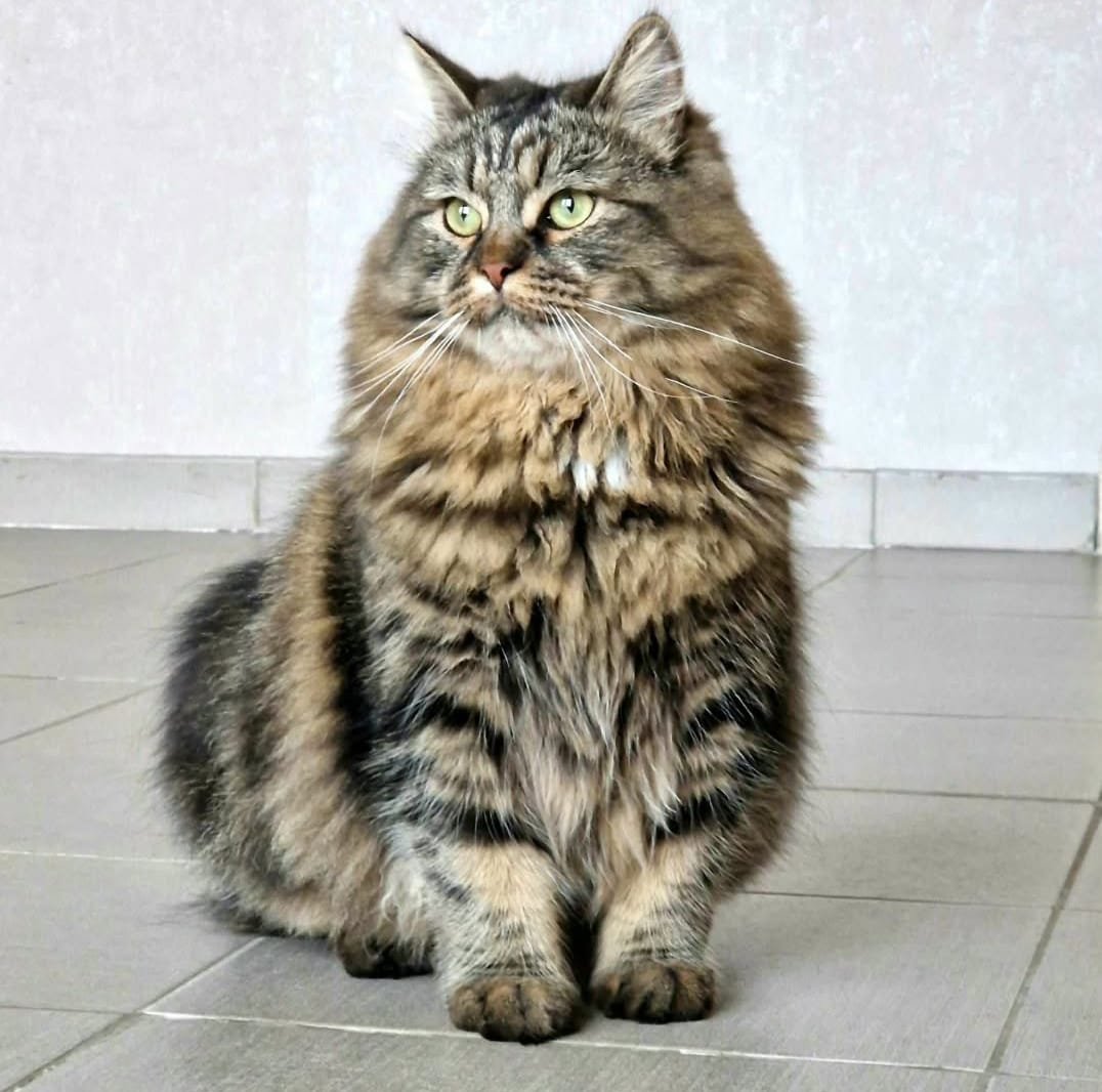 Tigru, Chat Sibérien puissant et intelligent de la Chatterie de Nice
