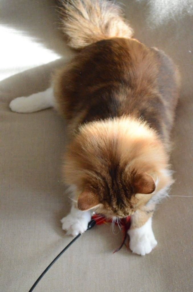 Néo de la Chatterie de Nice, Chat Sibérien golden à la fourrure fluide et structurée