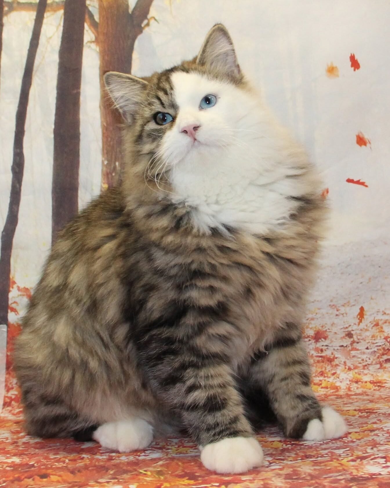 UPITER GREAT JOY *RU, père d’ATHENA, mâle Chat Sibérien aux yeux bleus