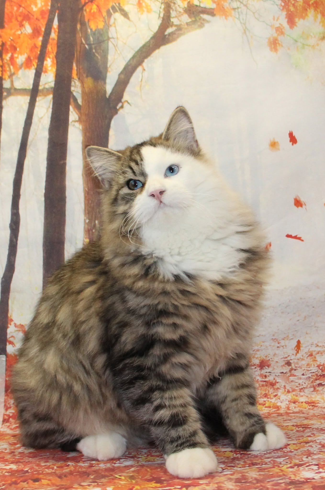 JUPITER GREAT JOY RU, grand mâle Chat Sibérien aux yeux bleus, père d’Amethyst