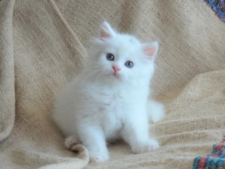 Bomond, chaton Sibérien mâle blanc aux yeux verts