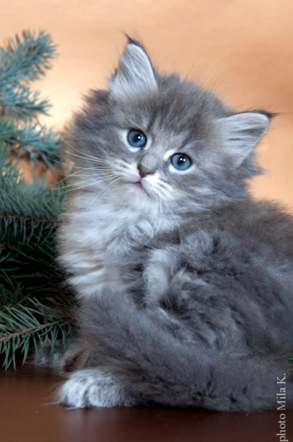 Chaton Sibérien Blue Tabby et blanc à trois mois, robe bleu-gris encore soutenue sans éclaircissement marqué