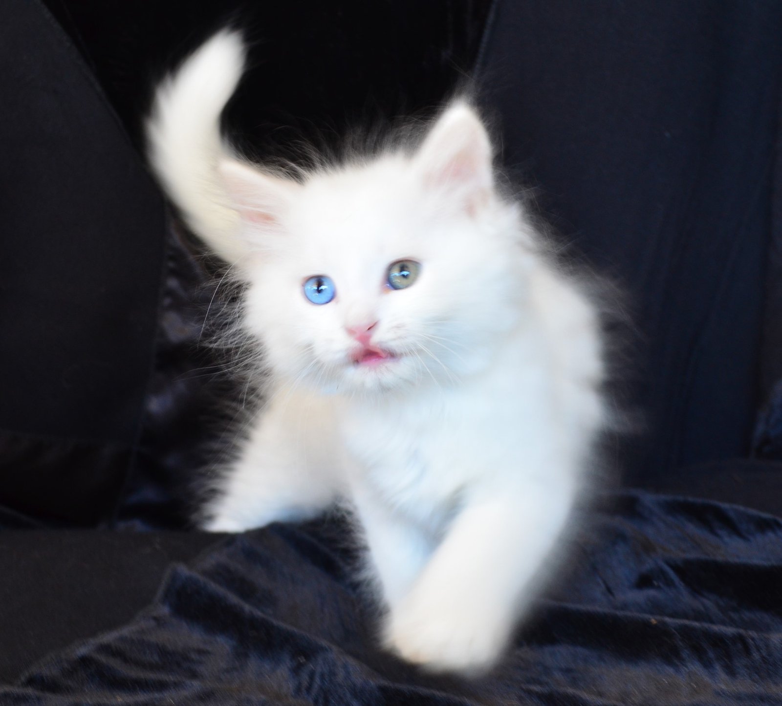 Chaton Sibérien blanc LOOF élevé à la Chatterie de Nice en France