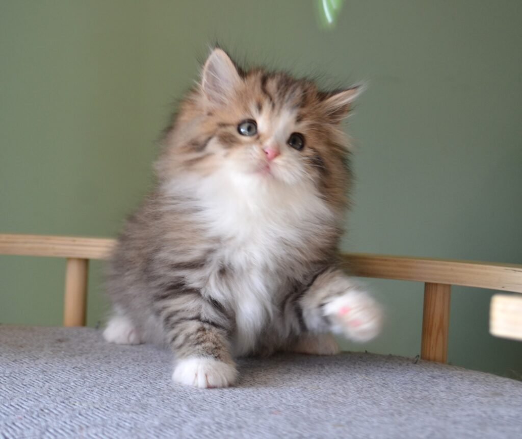 Chaton Sibérien traditionnel au pelage foncé