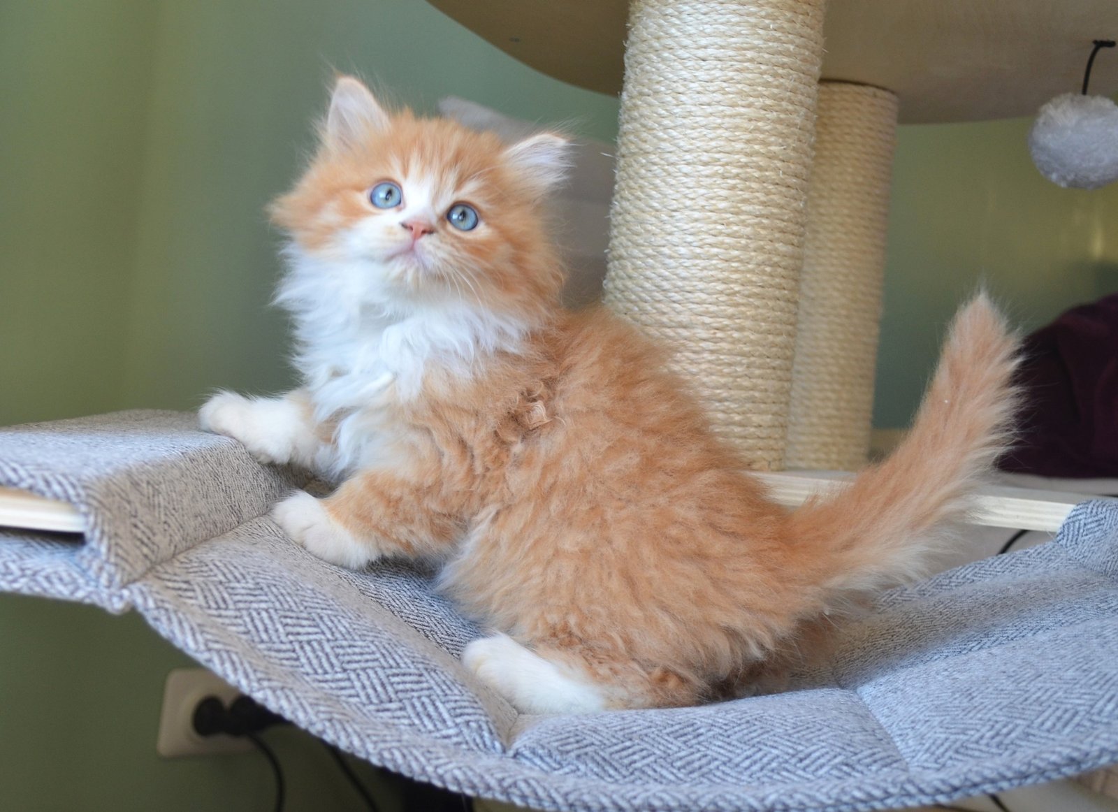 Siberian kitten from traditional Siberian bloodlines