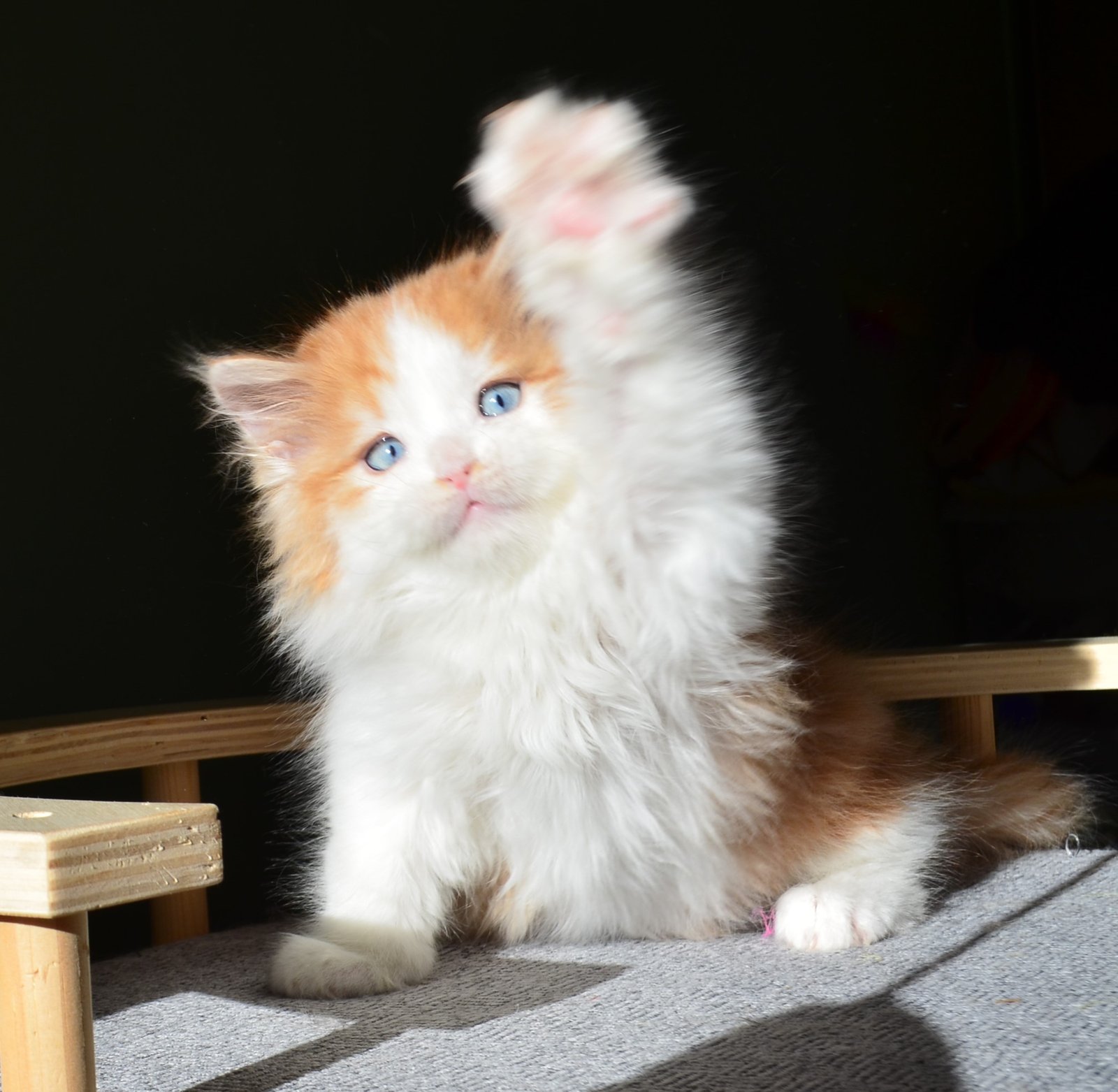 Amadeus, beau chaton Sibérien roux et blanc aux yeux bleus