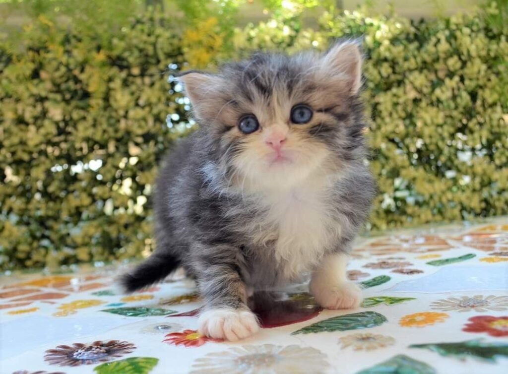 Jeune Chat Sibérien aux yeux bleus, Chatterie de Nice