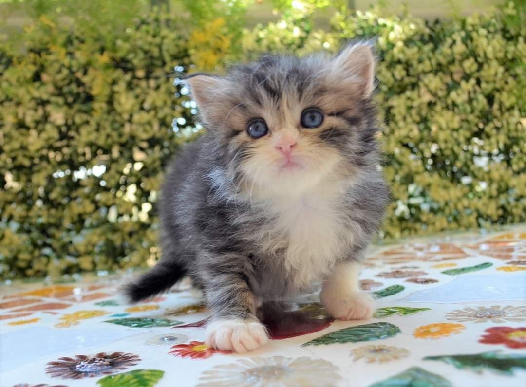 Boheme, femelle Chat Sibérien aux yeux vairons Brown Mackerel Tabby et blanc disponible en France