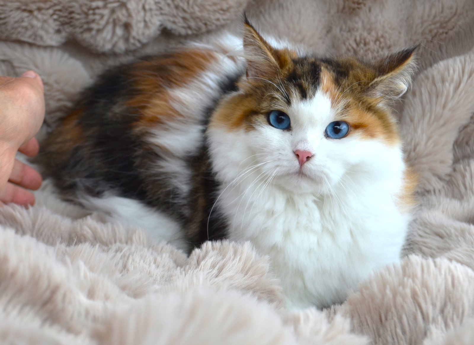 AFINA CHATTERIE DE NICE, femelle Chat Sibérien brown tortie et blanc aux yeux bleu ciel naturels