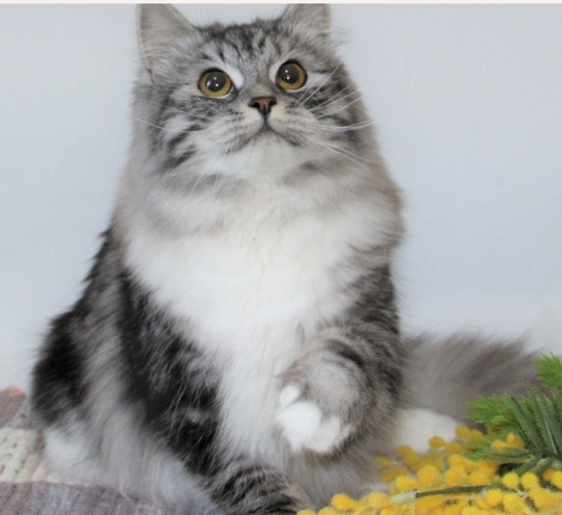 Chatte Sibérienne – Chatterie de Nice France
