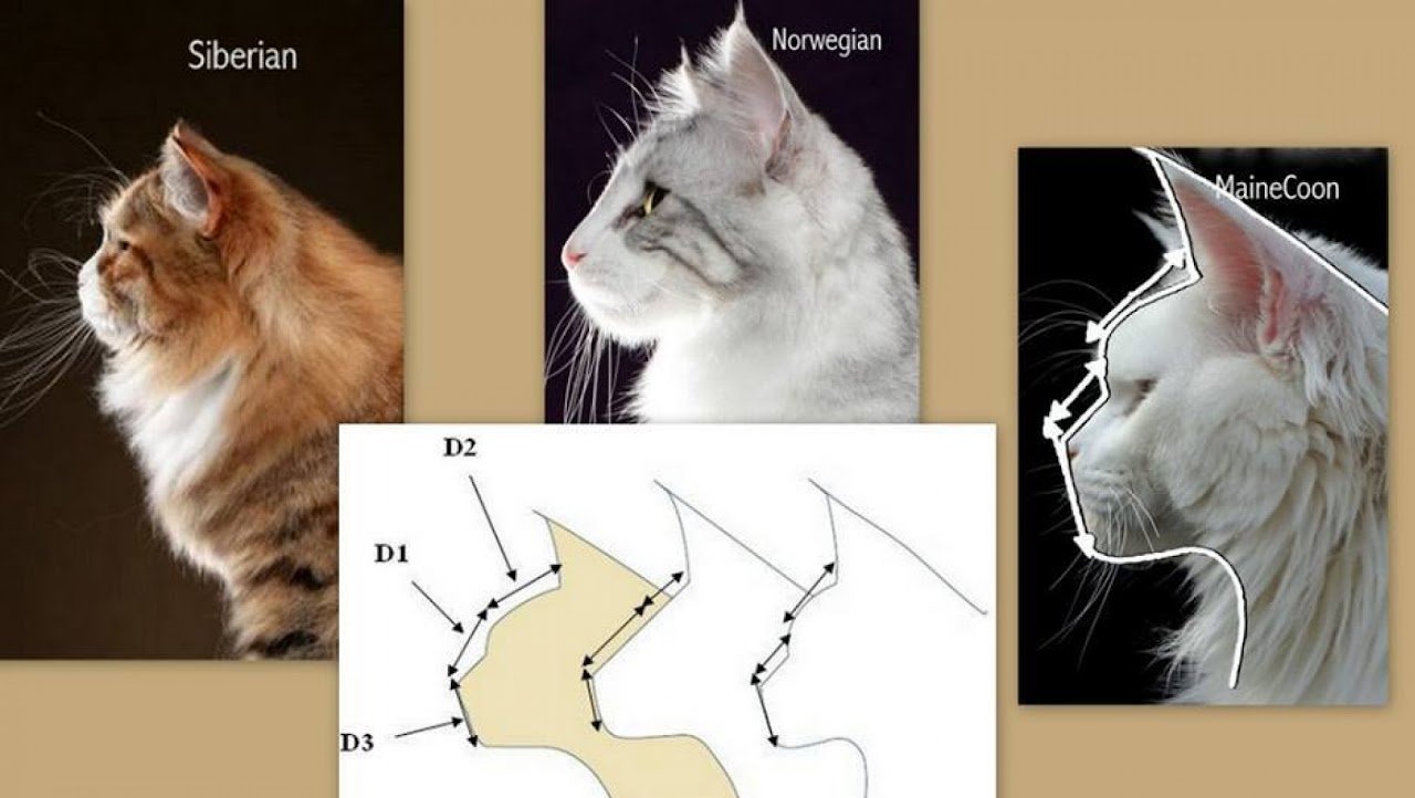 Comparaison du Chat Sibérien, du Chat des Forêts Norvégiennes et du Maine Coon : taille, pelage et caractère