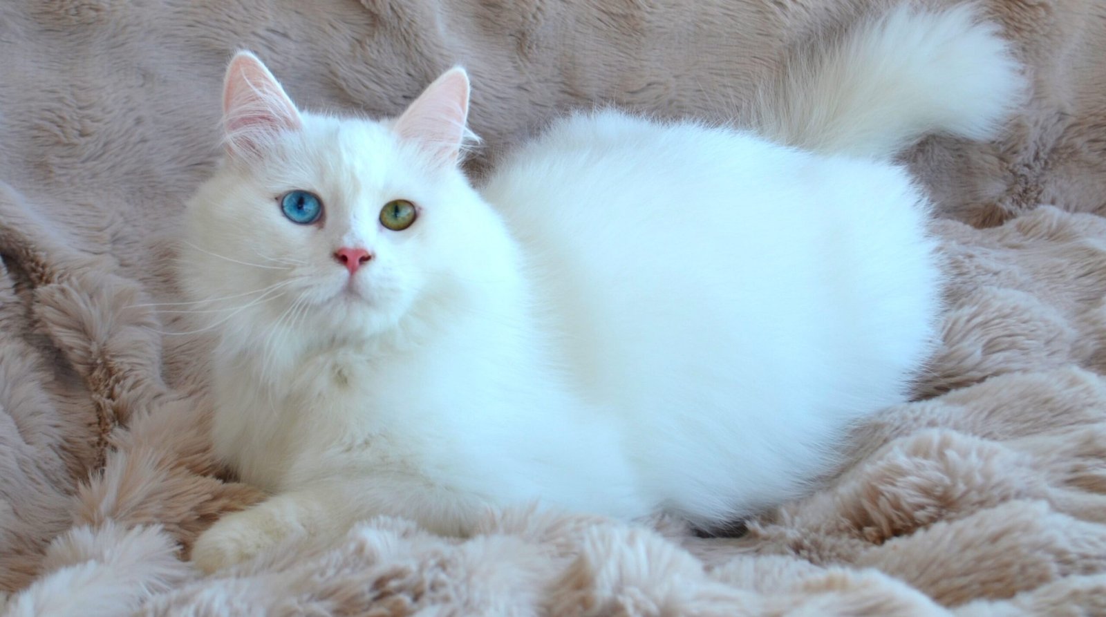 AL CAPONE CHATTERIE DE NICE, grand Chat Sibérien blanc aux yeux vairons, fourrure dense aux reflets perlés et texture exceptionnelle